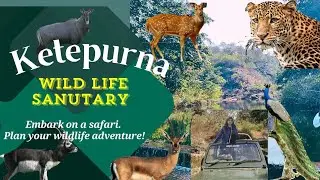 Katepurna wild life sanutary | काटेपूर्णा भयारण्य .#melghat #akola #maharashtra