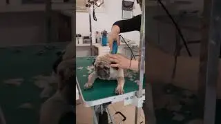 Mopsul Sasha la tuns 1