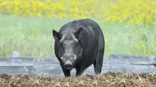 Concerns rise over pig-boar hybrid from Canada