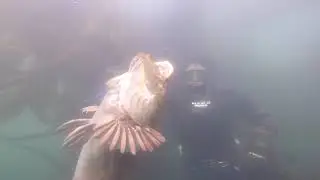 Spearfishing California-Northern California Lingcod