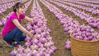 Harvesting Giant Purple Garlic to Sell | Massive Traditional Chewy Rice Cake Before Market Day