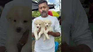 Cute German Spitz Puppies in Kolkata. #shorts #dog