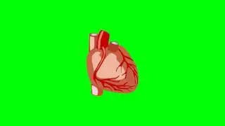 Human Heart Beating - Green Screen Footage