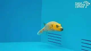 Dogface Puffer - Yellow Belly, Arothron nigropunctatus