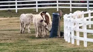 260122 Gypsy Vanner Horses Рено Невада