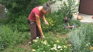 Using Yarrow to Stop Bleeding
