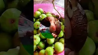 rujak asam pari|rujak jadul@Shorts @kampungserbaserbi