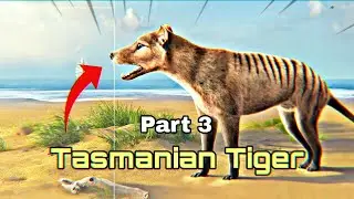 Tasmanian Tiger Reserch | Part 3 | तस्मैनियन टाइगर🐅| हिंदी डिस्कवरी | Hindi Discovery