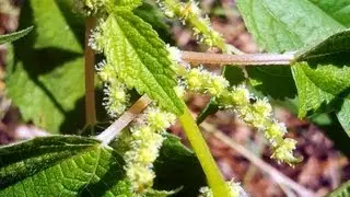 Stinging Nettle