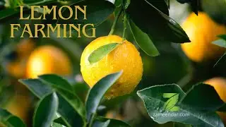 Lemon Farming لیموں کی کاشت | Cultivation & Harvesting #lemonfarming #lemon #agriculture #zameendar
