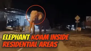 Gentle Giant in Town: Elephant Roaming the Settlement! | Trans 7 Global (13/11/23)
