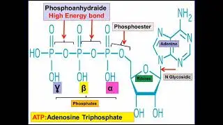 ATP STRUCTURE AND ENERGY BONDS