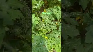 Vegetable garden #garden #tejran #tejranmoment #karankundra #tejaswiprakash
