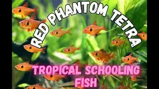 Red Phantom Tetra schooling tropical fish