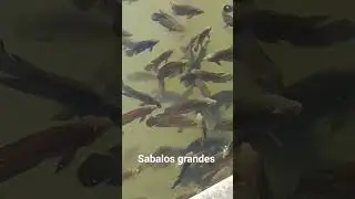 Sabalos grandes #sabalo #peces
