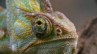 Different types of lizard