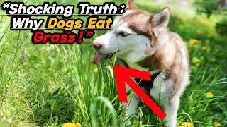 Why Dogs Eat Grass - Science Explained