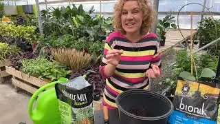 Comment transplanter  votre plante d'intérieur
