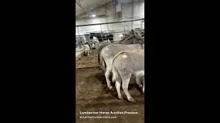 Lumberton Horse Auction Preview