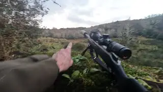 Sika stalking west Cork / late evening