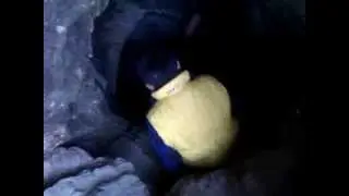 chovar guffa 1