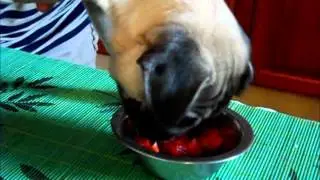 Mona The Pug and Strawberries