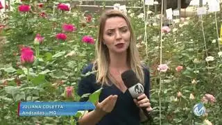 Andradas: cidade no Sul de Minas está entre as maiores produtoras de rosas