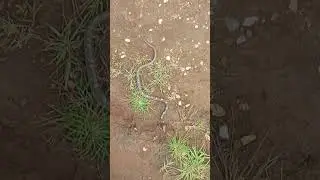Common Wolf Snake #ytshorts #snakesaver #savesnake #snakevenom #snakeresque #dangeroussnake