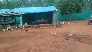 Natu Kodi chiks   in prakasem D T