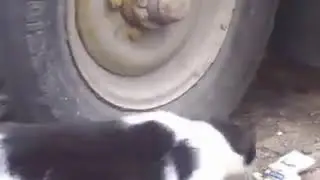 fearless mouse