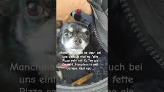 Wenn du soviel Zeit hast dass du den Bauarbeitern zuschauen kannst.. #vlog #camper #hund #chihuahua