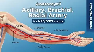 Anatomy#7 Axillary, Brachial, Radial Artery in Urdu for NRE/FCPS exams