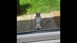 Morning visitor