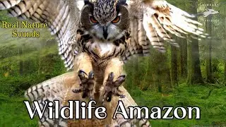 Wildlife Of Amazon Rainforest - Jungle Wildlife And Sounds With Relaxing Instrumental Music