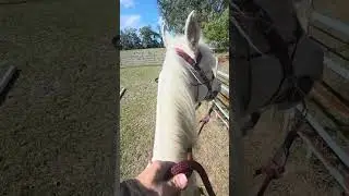 Progress with Harley! Walking relaxed on a loose rein.