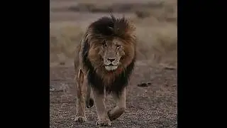 The Real Life Mufasa 😱🔥 Scarface Lion #scarface #lion #lionking #shorts