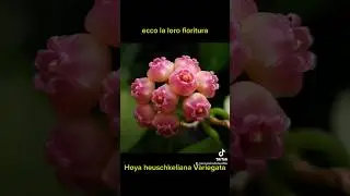 Vendite curate col cuore