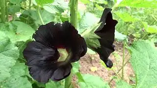 Alcea rosea var. Nigra (topolovka růžov&aacute;)