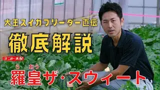 【スイカ農家さん必見！】『羅皇ザ・スウィート』のご紹介【皮際まで甘い！最高の果実品質】【炭疽病＆うどんこ病耐病性】【環境適応力に優れた栽培性】【赤肉大玉スイカ】