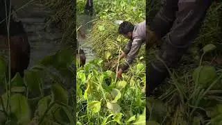 Village Boys Catching Fish with Hand from the Mud 🐟