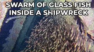 Amazing School of Glass Fish in the Wreck of the SS Carnatic, Red Sea | Underwater ASMR