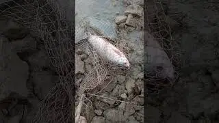 Fishing In Pakistan chenab river and sindh river Fishing #shortfeed #shorts #ytshorts