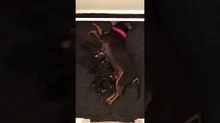 Zwergpinscher vom Hoopter Elbdeich, eine Woche jung