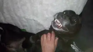 Let sleeping dogs lay ..Messing with Zena n quenepa