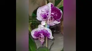 Фаленопсис Allson (часть 2)