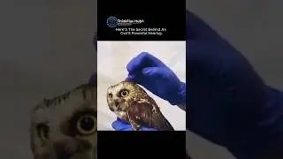 Here&rsquo;s the Secret Behind an Owl&rsquo;s Powerful Hearing | Nature&rsquo;s Silent Hunter