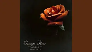 Orange Rose