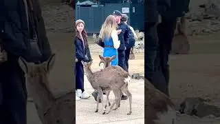 Foreigners feed baby deer! An inspiring Japanese experience #deerpark #cute