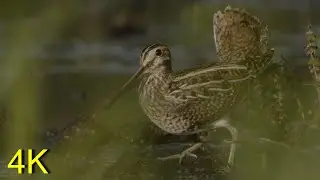 Bekassine ...ganz nah -- Great Snipe.. Close Ups