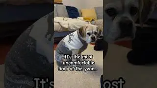 Lola is not a fan..... #puggle #dog #cute #christmas #shorts